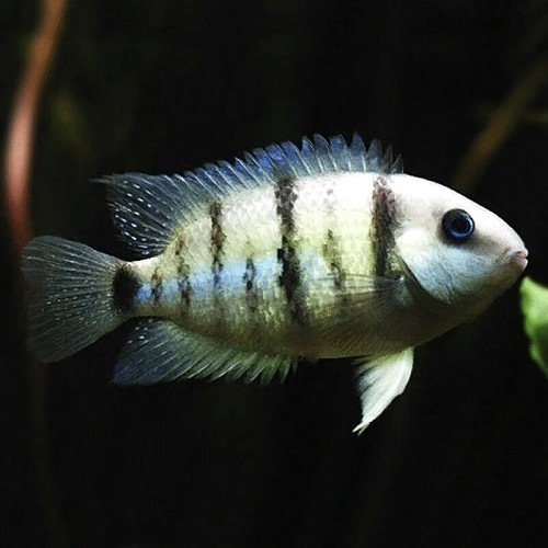 Cryptoheros cutteri 6-7 cm